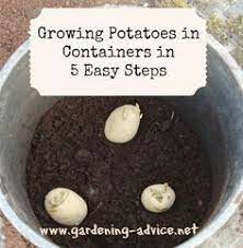 Feb 23, 2020 · harvest when the leaves of the plant turn yellow for small new potatoes. Growing Potatoes In Containers How To Plant Potatoes In Pots Container Potatoes Growing Potatoes Grow Potatoes In Container