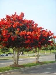 Red Rocket Crape Myrtle Myrtle Tree Flowering Trees Ornamental Trees