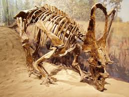 Image result for Dinophora