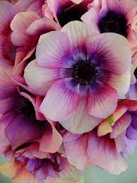 Nothing Like Japanese Flowers Anemone Wine White Memorial Flowers Beautiful Flowers Violet Flower