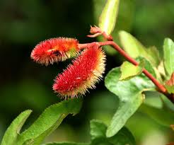 Image result for Clappertonia ficifolia