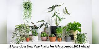 Our partnering florists offer a fantastic range of good luck. 5 Auspicious New Year Plants For A Prosperous 2021 Ahead