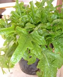 Questo e' un piatto scarsamente calorico, adatto come contorno, si può adattare anche come secondo piatto nella cucina vegetariana. La Barba Di Frate Una Lattuga Insolita Coltivare L Orto