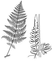 Image result for Histiopteris incisa