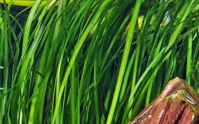 Image result for Tricalysia kivuensis