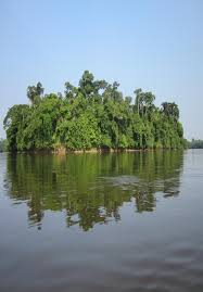 Image result for Leptonychia tokana