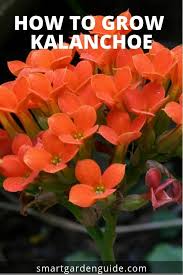 Kalanchoe Blossfeldiana Flaming Katy Is A Wonderful Flowering Succulent Plant That Provides Beautiful Blo Kalanchoe Blossfeldiana Flowering Succulents Plants