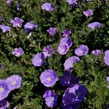Image result for Convolvulus