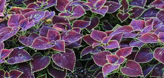 Image result for Coleus sylvestris