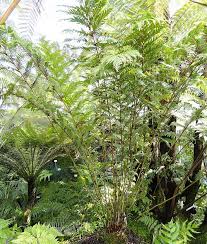 Image result for Todea