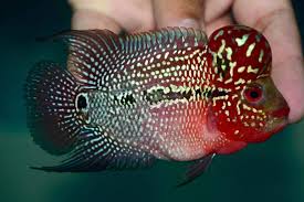 Super Red Kamalau Flowerhorn Vip Quality Ikan Akuarium
