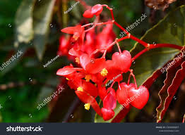 Image result for Psychotria pumila