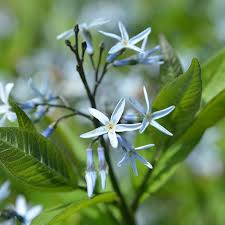 Image result for Tabernaemontana odoratissima