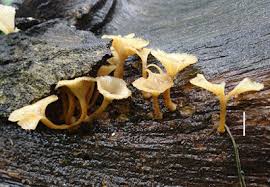 Image result for Memecylon rovumense