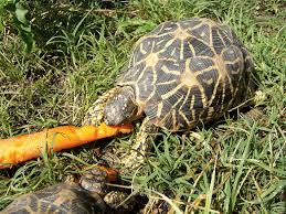 Because most of the growth happens in the first 10 years. Indian Star Tortoise Care And Breeding Tips Reptiles Magazine
