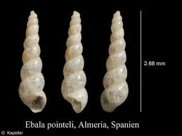 Image result for Anisocycla