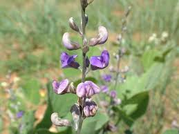 Image result for Neorautanenia mitis