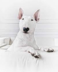 pin by jessica bloomer on bulli bull terrier english bull terriers terrier