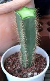 This is how i graft my moon cactus. How To Graft Cacti Sublime Succulents