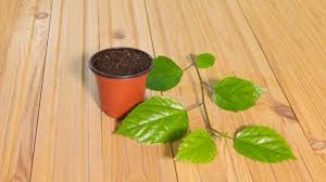 I wet the tip of my cuttings dipped it in the rooting hormone and voila! O5weng Flyderm