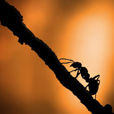 Fourmis Dans La Maison Que Faire 15 Moyens De Les Eloigner