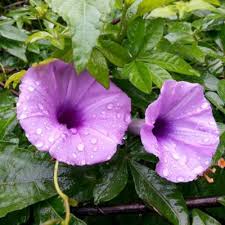 Image result for Ipomoea richardsiae