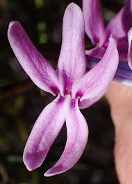 Image result for Cyphia mazoensis