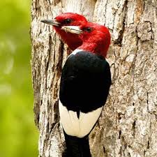 Green Bird With Red Spot On Head Pin On Cute