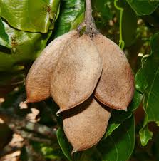 Image result for Millettia pinnata