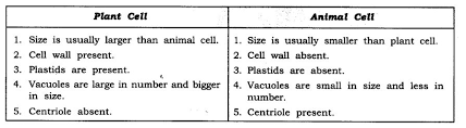 Ncert books free pdf download for class 5, 6, 7, 8, 9, 10 , 11, 12 hindi and english medium. Draw A Labelled Diagram Plant Cell Shefalitayal