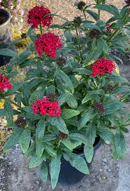 Image result for Pentadesma reyndersii