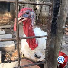 We did not find results for: Sedikit Kemaskini Pagar Reban Ayam Kampung