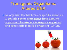 Genetically modified organism (gmo) specializes in providing 129sv/ev and c57bl/6 mouse gene knockout/knockin services. Dna Manipulation Diabetes Genetic Engineering Animals Drugs Bacteria Plasmid Biopharming Transgenic Organisms Knockout Mice Cloning Ppt Download