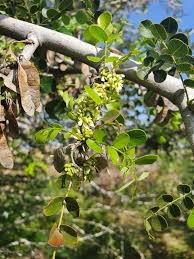 Image result for Dalbergia martinii