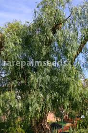 Nov 03, 2015 · within the courtyard of mission san luis rey is the first peruvian pepper tree (schinus molle) planted in california, today the tree can be seen beautifully framed by an arch. Schinus Molle Peruvian Pepper Buy Seeds At Rarepalmseeds Com