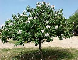 Image result for Cordia pilosissima