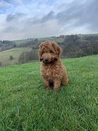 Schnoodle puppies for sale in victoria : The 5 Best Cockapoo Breeders In Ohio Oh 2021 Labradoodle Home