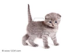 Scottish Fold Sayfa 4 Uludag Sozluk