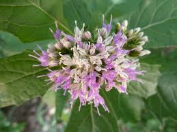 Image result for Vernonia bellinghamii