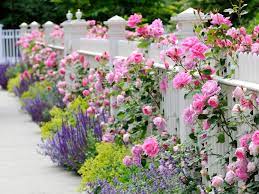 The most common privacy fence plants material is cotton. Plants For Privacy Hgtv
