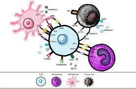 Image result for Immune Checkpoint Inhibitor