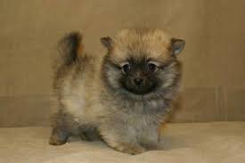 Elevage loulou de poméranie eleveur loulou de poméranie. Qui Connait Un Bon Elevage De Spitz Nains Digne De Qualite Et De Confiance Histoire De Ne Pas Tomber Sur Un Chiot Malade Qui Connait Un Bon Liege