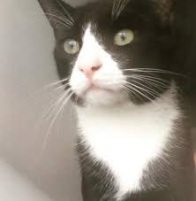 🐱 find cats and kittens locally for sale or adoption in markham / york region : Black And White Tuxedo Cat For Adoption In New York City Ny Adopt Henry