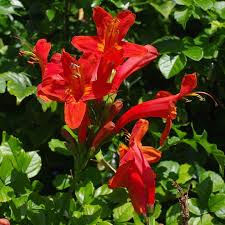 Usa cape honeysuckle is native to south africa, and is. Tecoma Capensis Cape Honeysuckle Arthropodafotos De