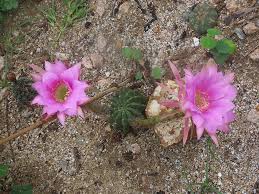 Image result for Ipomoea welwitschii