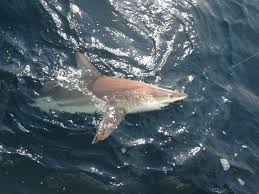 Personalized fishing charters for all ages and experience in st. Shark Fishing Trips Got One Sportfishing