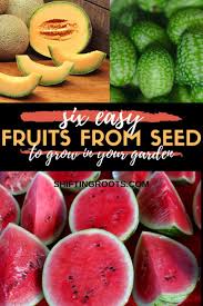 Just Because You Live In A Cold Climate Doesn T Mean Your Options For Growing Fruit Are Limited Here S A List Of Six Growing Fruit Growing Seeds Fruit Garden
