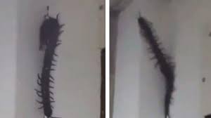 Chage is the only evidience of life!! Viral Hewan Mirip Kelabang Raksasa Netizen Coba Tanya Dukun Tribun Jateng