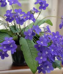 Image result for Streptocarpus goetzei