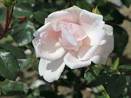 It was patented by h.f. Kletterrose New Dawn Finde Deine Neue Rose Online Ratgeber